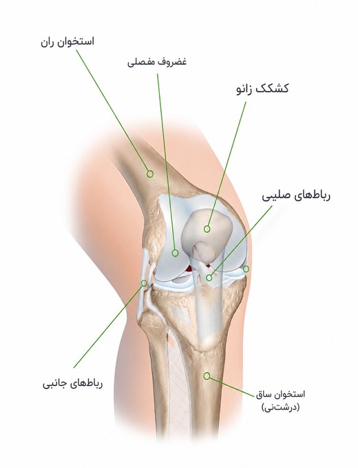 آناتومی مفصل زانو | خدمات تخصصی ارتوپدی